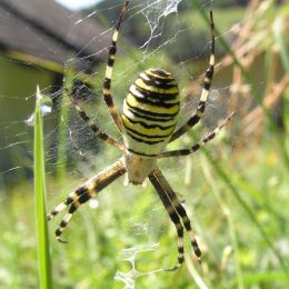 Argiope bruennichi