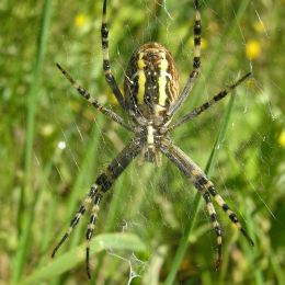 Argiope bruennichi