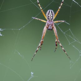 Aculepeira armida