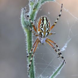 Aculepeira armida