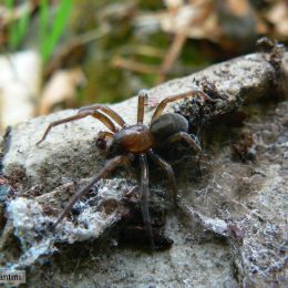 Amaurobius crassipalpis