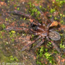 Amaurobius erberi