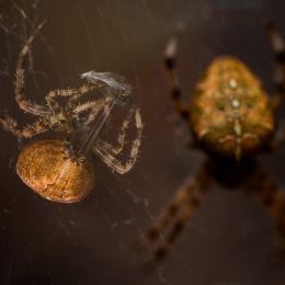 Araneus diadematus