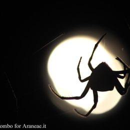 Araneus angulatus