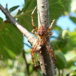 Araneus diadematus