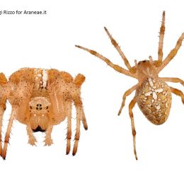 Araneus diadematus