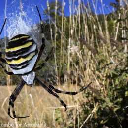 Argiope bruennichi