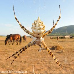 Argiope lobata