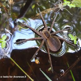 Dolomedes fimbriatus