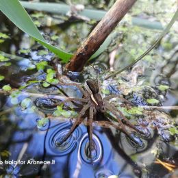 Dolomedes fimbriatus