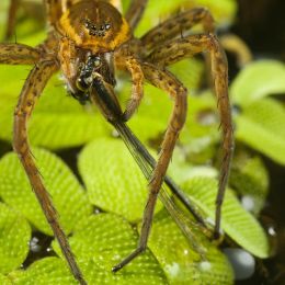 Dolomedes plantarius