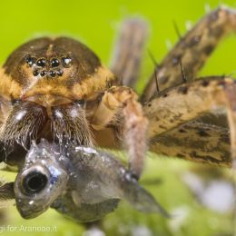 Dolomedes plantarius