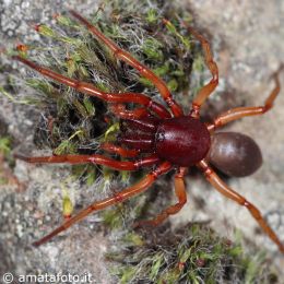 Dysdera crocata