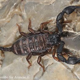 Euscorpius (Polytrichobothrius) italicus