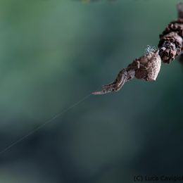 Hyptiotes paradoxus