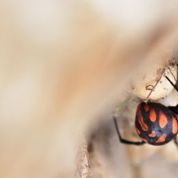 Latrodectus tredecimguttatus