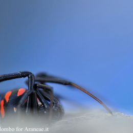 Latrodectus tredecimguttatus