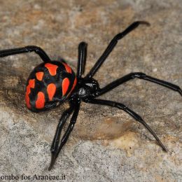 Latrodectus tredecimguttatus