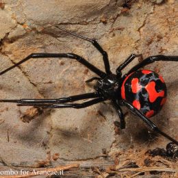 Latrodectus tredecimguttatus