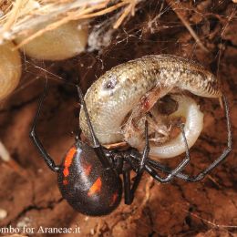 Latrodectus tredecimguttatus