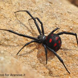 Latrodectus tredecimguttatus