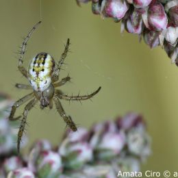 Mangora acalypha