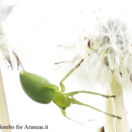 Micrommata virescens virescens