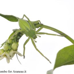 Micrommata virescens virescens