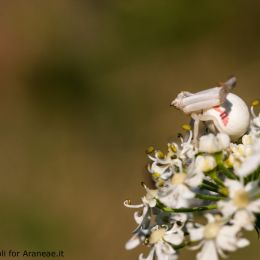 Misumena vatia