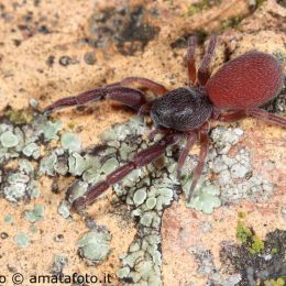 Palpimanus gibbulus