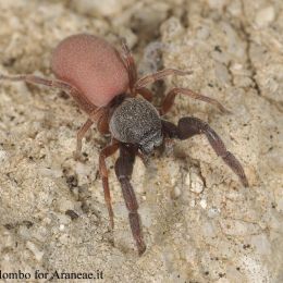 Palpimanus gibbulus