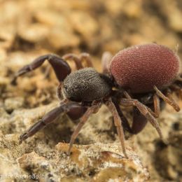 Palpimanus gibbulus