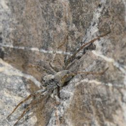 Pardosa wagleri