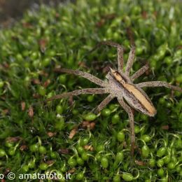 Pisaura mirabilis