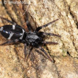 Poecilochroa albomaculata