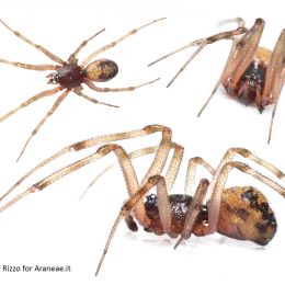 Steatoda triangulosa