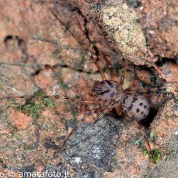 Scytodes thoracica