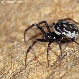 Steatoda albomaculata